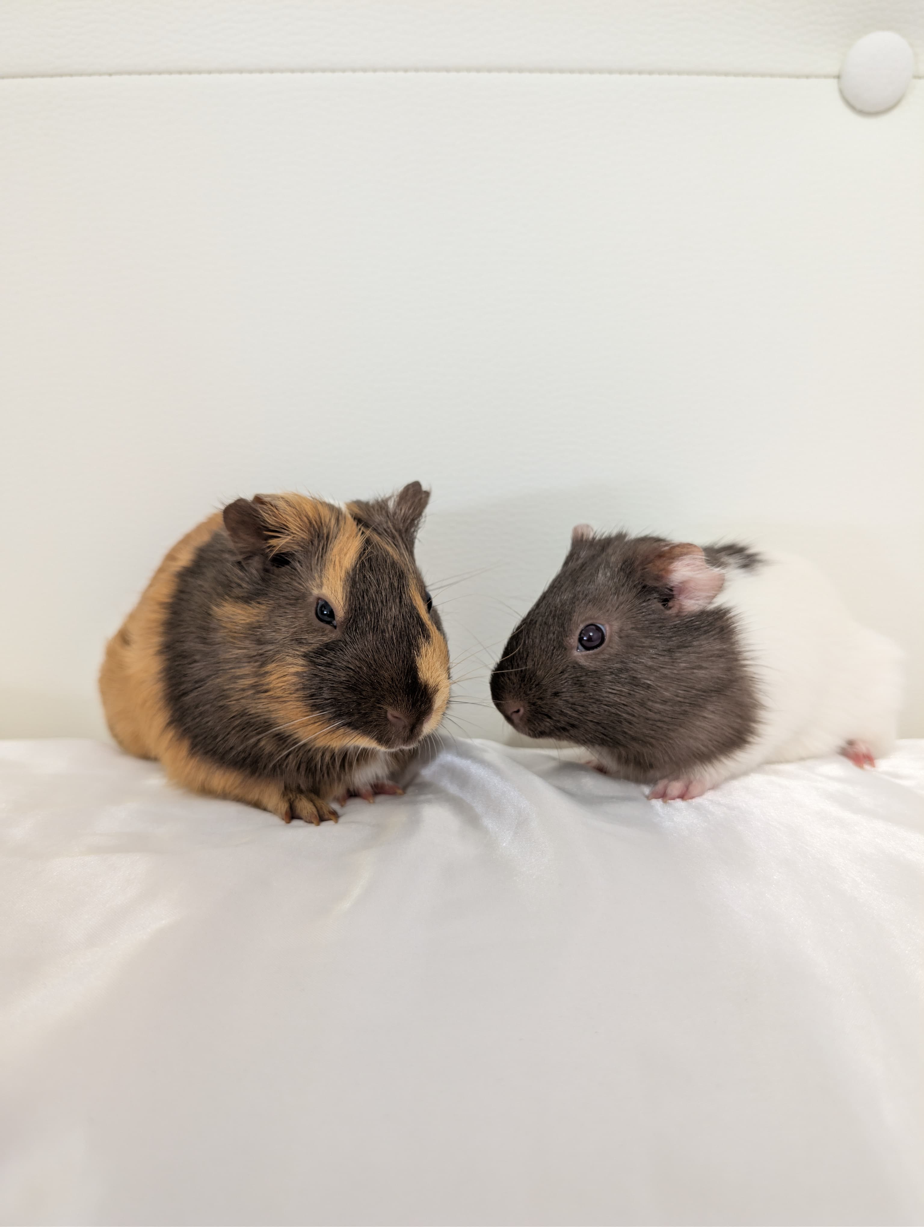 Salvador y Amadeus