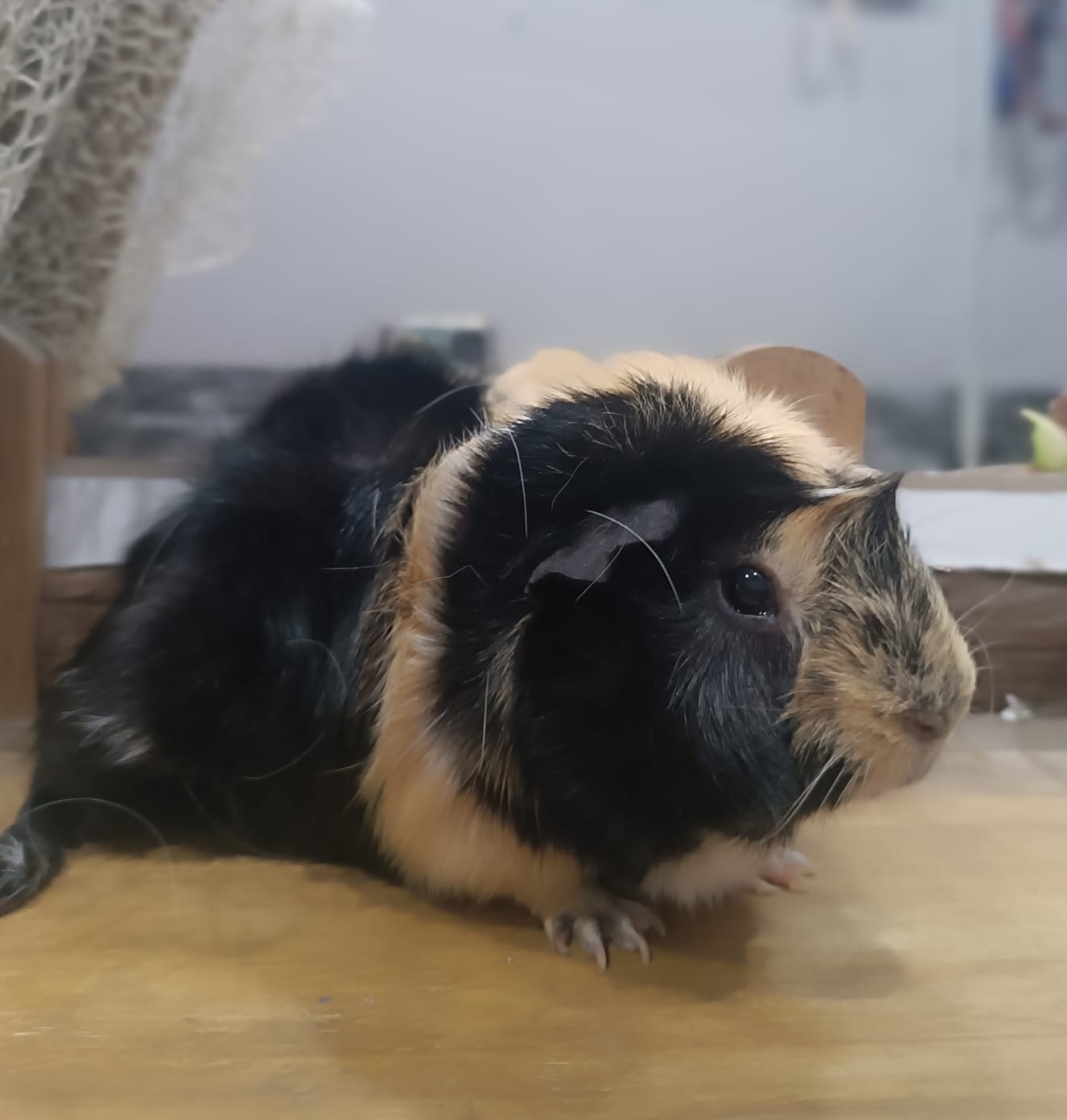 Turbo