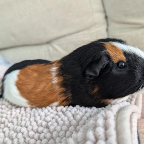 Dave