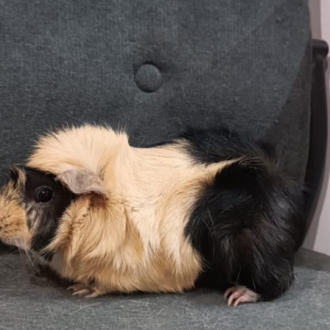 Turbo