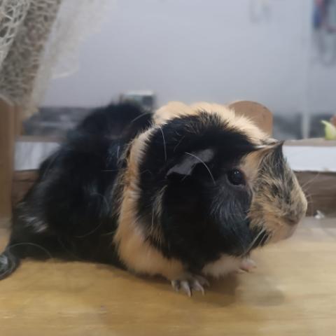 Turbo